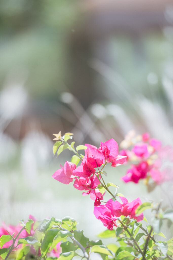 Indian wedding at Emirates Palace Abu Dhabi